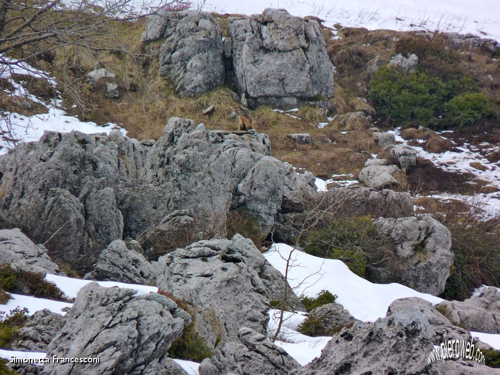 41 Una marmotta ci saluta.jpg